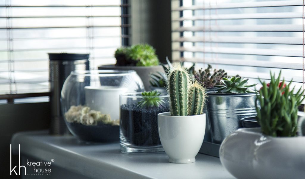 Get best pots,plants,cactus succulent shelf window garden in Hyderabad - Pots Plants Cactus Succulent Shelf Window Garden